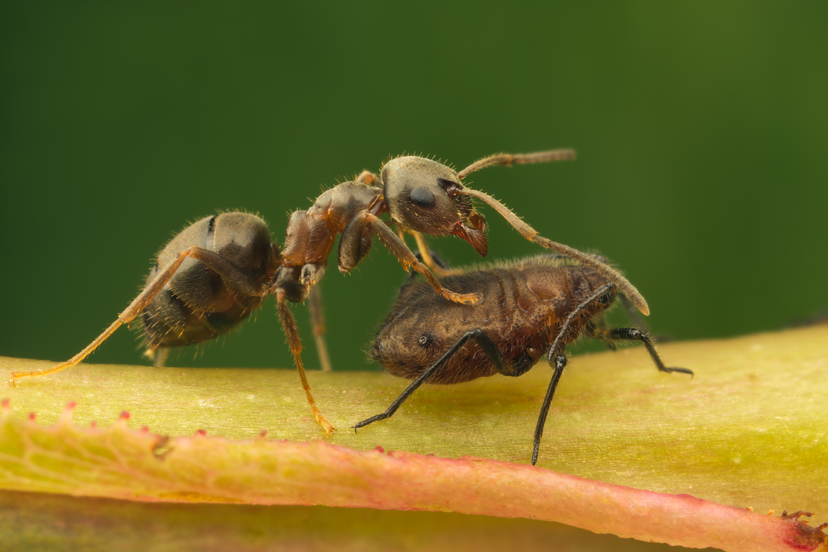 Black Ant with Aphid